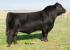 Scr right cross 70024